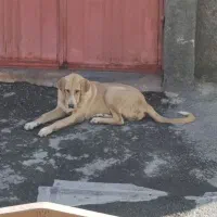 توله پژدر ماده