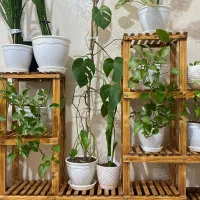 استند گل|گل و گیاه طبیعی|املش, |دیوار