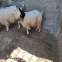 بز شیرا