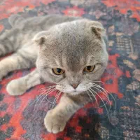 گربه نژاد اسکاتیش نر