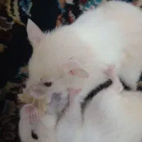 همسترپرانرژی و باهوش