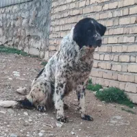 سگ ماده قدرجونی