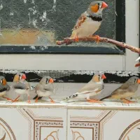 ۱۷عددفنچ سرحال درشت خشکل