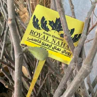 فروش نهال انجیر گلابی سه فصله