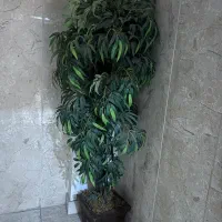درختچه