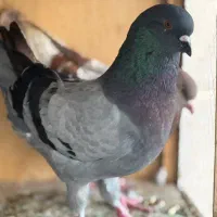 کفتر کبوتر کینگ مرغی