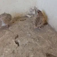 بلدرچین