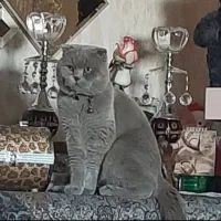 اسکاتیش اصل