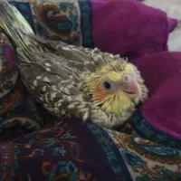 جوجه عروس هلندی