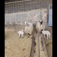 یک جفت میش وبره