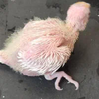 جوجه عروس لوتنیو اصل
