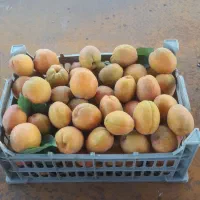 زاردالویه زارفرانی