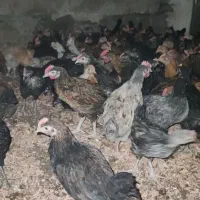 جوجه جهادی اصل