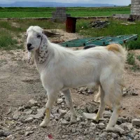 بز نر گوشتی به فروش می رسد