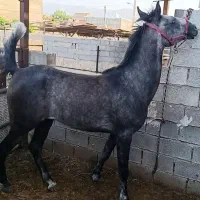 اسب