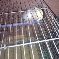 دو عدد عروس هلند نر