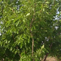 باغ بادام 700متری