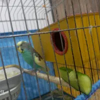 مرغ عشق|پرنده|موگرمون, |دیوار