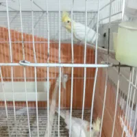 جفت عروس هلندی