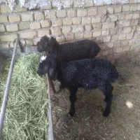 ۲ راس بره خوراک خور نر و ماده