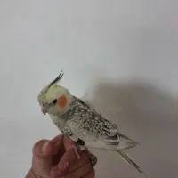 عروس هلندی