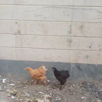 ۲عدد جوجه برهما