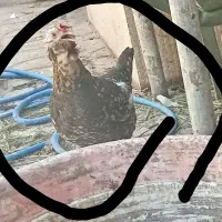 مرغ گلین
