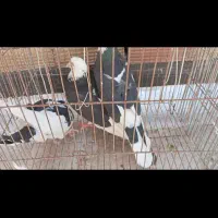 کفتر شازده سیاه مشکی