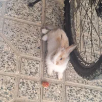 بچه خرگوش سالم فروشی