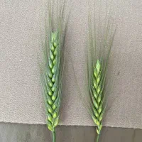 کود ارگانیک افزایش تناژ تضمینی