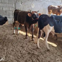 4 عدد گوساله نر سمینتال در شادگان