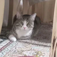گربه نر|گربه|اردبیل, |دیوار