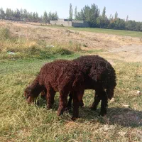 بره نر