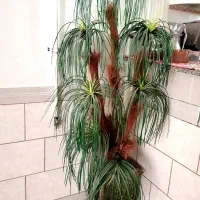 فروش درختچه مصنوعی