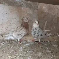 کبوتر هفت‌رنگ دم سفید