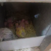 مرغ عشق با ۶ جوجه