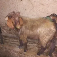 بزغاله نر