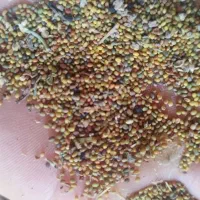 بذر شبدر درجه یک
