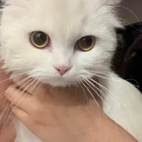 گربه بریتیش ماده اصل