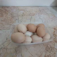 تخم‌مرغ محلی