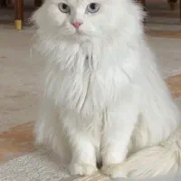 گربه پرشین کت