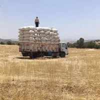 کاه گندم خوشه .دیم بشرط تحویل درب انبار