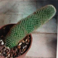 کاکتوس|گل و گیاه طبیعی|قم, صفائیه|دیوار