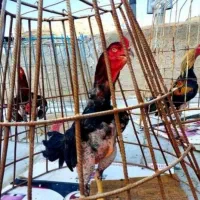 لاری اصیل دنگ بالا