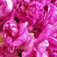 گل محمدی از باغات خوجین