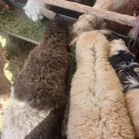بره و کهره