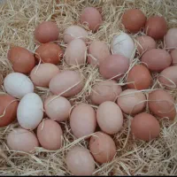 تخم لاری برای دستگاه جوجه کشی نطفه دار