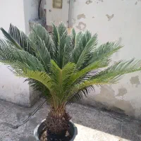 گیاه سیکاس