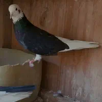 یک کفتر جفت شازده استثنایی
