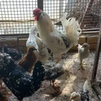 خروس گلین لری